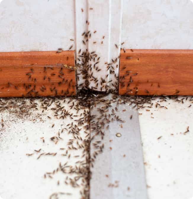 ants-bottom-image