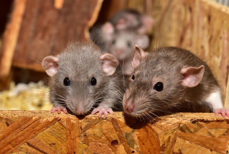 Pest Control Sydney