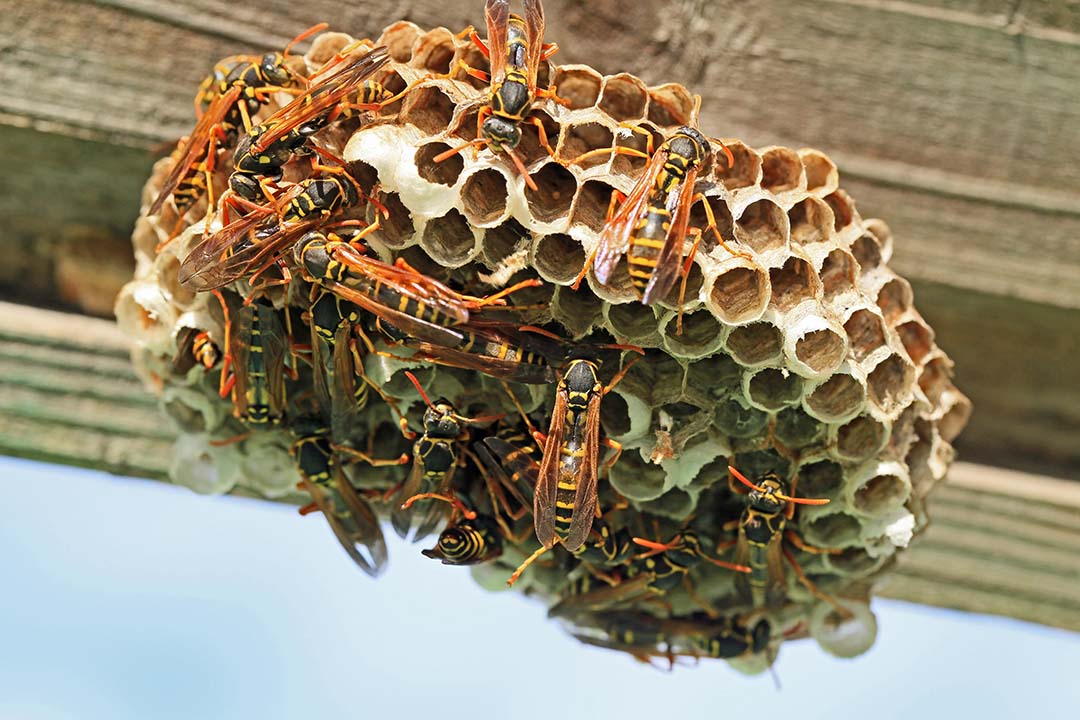 aussie pest solutions
