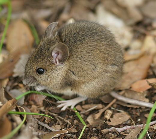 aussie pest solutions