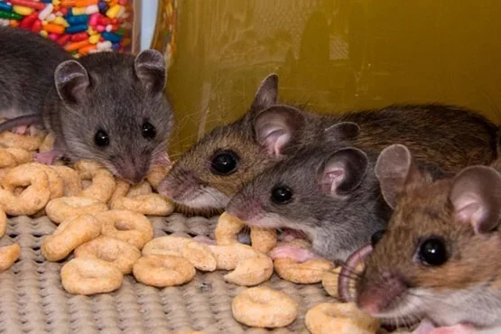 aussie pest solutions