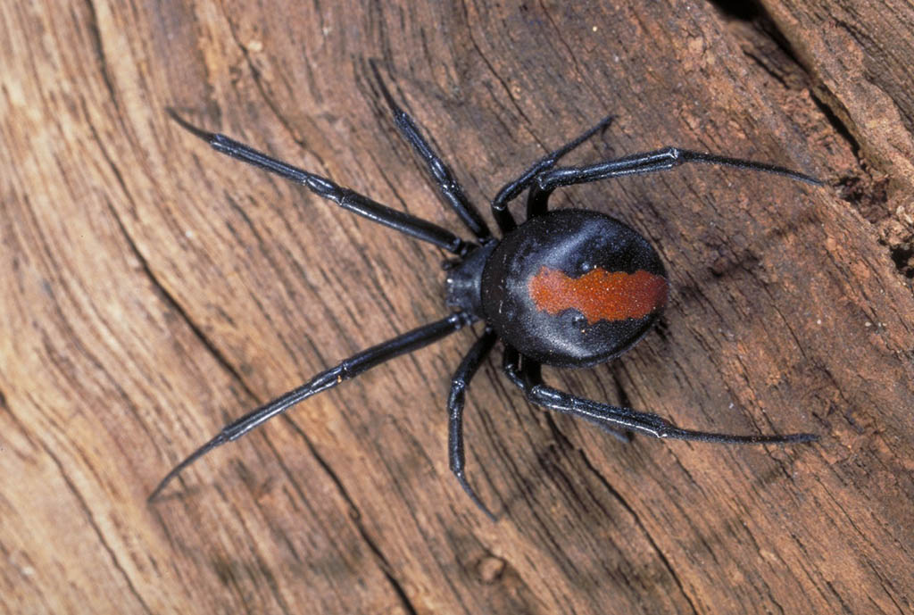 aussie pest solutions